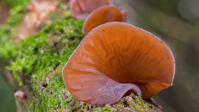 Magic mushroom Canada