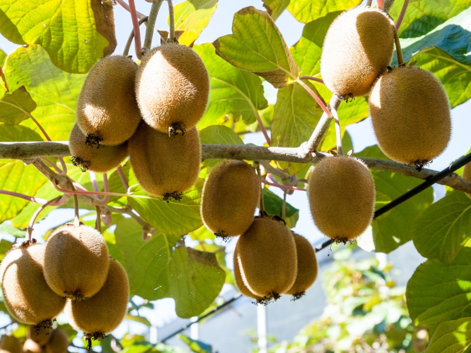 Kiwi Fruit Cultivation in India with Necessary Information