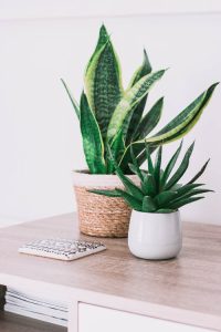 Snake Plant