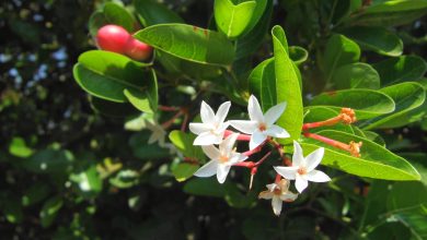 Cranberry cultivation - a better source to more earn