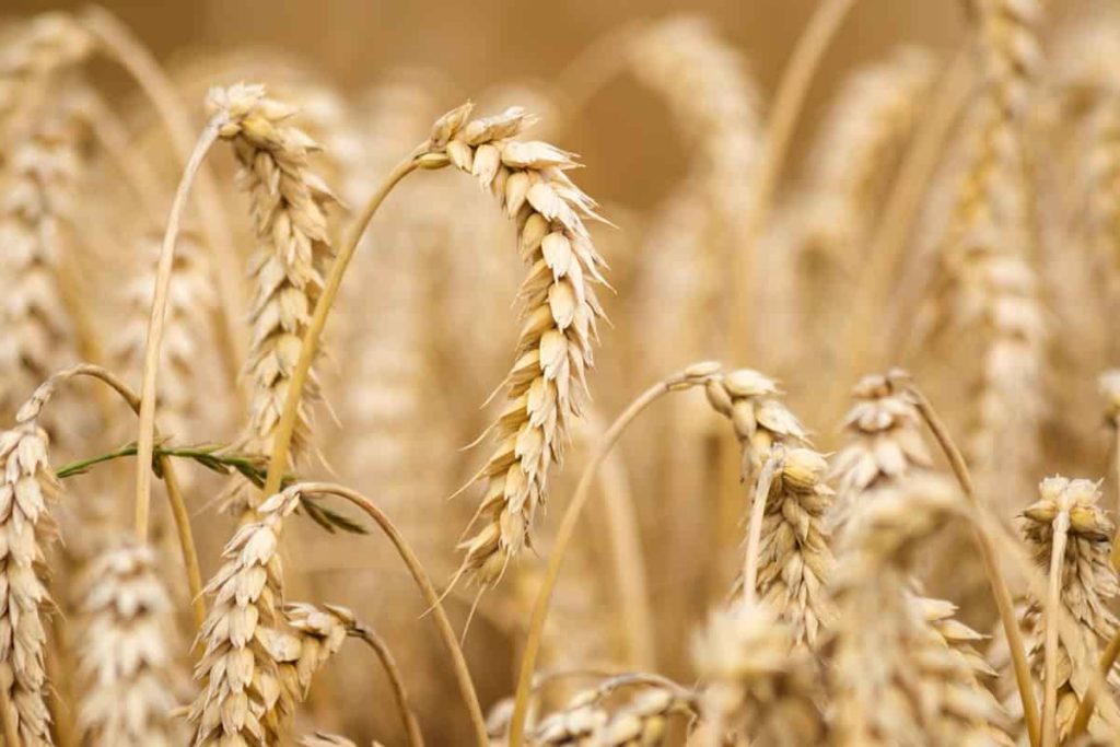 Tips to Sow, Plant and Harvest High-Yielding Wheat Crops